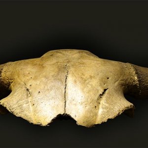 Valdarno (Toscana): porzione di cranio di bisonte di età pleistocenica