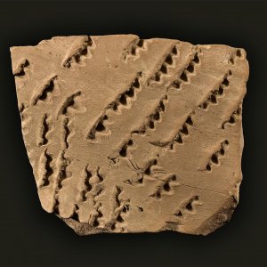 Trinitapoli (Puglia): ceramica neolitica con impressioni