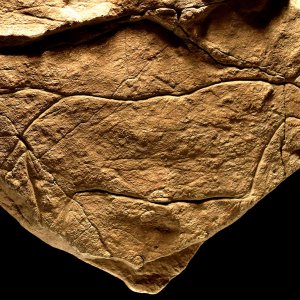 Grotta di Cala del Genovese (Sicilia): incisione di bovide paleolitica (calco)
